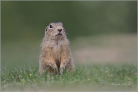 <p>SYSEL OBECNÝ (Spermophilus citellus) /European ground squirrel - Europäischer Ziesel/</p>